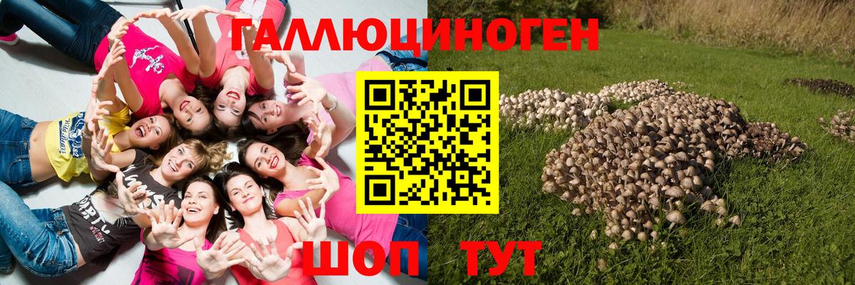 где продают   Вход с VPN  Вятские Поляны  Псилоцибиновые грибы Cubensis 